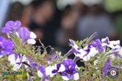 Open-Summer-492
